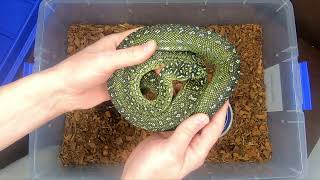 Diamond Pythons