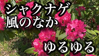 石楠花、石南花(シャクナゲ)[4K]花を見ごろ[Rhododendron]