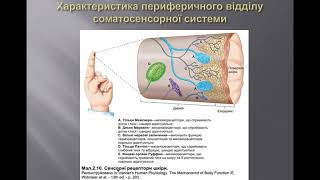 Лекція 3  Фізіологія сенсорних систем