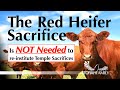 The Red Heifers