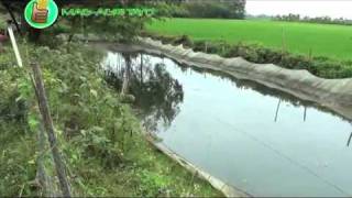 Organic/Natural Farming: Azolla - Natural Feeds \u0026 Green Fertilizer Part 2