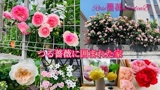 つる薔薇に囲まれた家/新苗アンバークイーンの地植え/花壇整理、切り戻し