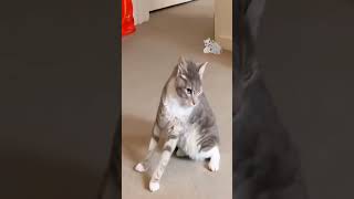 Top funny Cats | #201