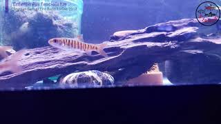 African Banded Barb (Enteromius fasciolatus) or Angolan Barbs