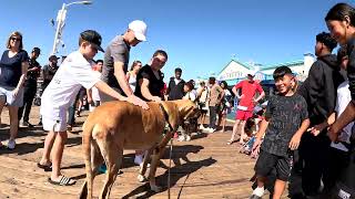 Cash 2.0 Great Dane meeting new people in Santa Monica 138