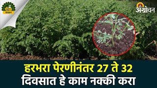 Chana Crop Management : हरभरा शेंडे खुडणी कधी करावी? | Agrowon | ॲग्रोवन