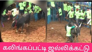 jallikattu |kalingapatti jallikattu | Trichy | manapparai | 2021 | ஆ கலிங்கப்பட்டி ஜல்லிக்கட்டு |