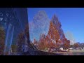 2022 昭和記念公園　メタセコイヤの紅葉【４k】