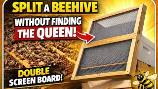 Double Screen Board: How to Split a Beehive WITHOUT Finding the Queen!