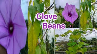 Clove Beans మా Terrace Garden లో #clove beans #minu terrace garden #organic