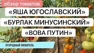 КРУПНОПЛОДНЫЕ ТОМАТЫ: ЯША, БУРЛАК И ВОВА // Яша Югославский // Бурлак Минусинский // Вова Путин