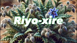 Riyo-ku-xoon / Riyo-xire (Kleinia Pendula) iyo Casharkeenii #Dhirta #somalia #plantmedicine