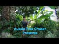 aussie tree chaser secrets of the african milk tree