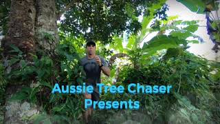 Aussie Tree Chaser : Secrets Of The African Milk Tree