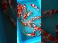 Kudus 0856-4031-6150 #koijumbo #koi #reviewkoijumbo