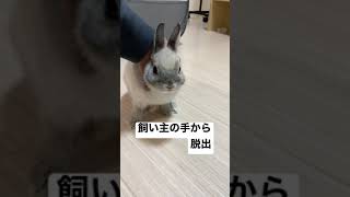 うさぎの足についた汚れをとりたい飼い主VS遊びたいうさぎ#bunny #うさぎ #ネザーランドドワーフ #pet