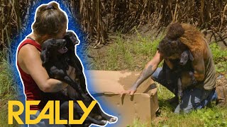 Box Of Abandoned Puppies Found In A Cornfield! | Pit Bulls \u0026 Parolees