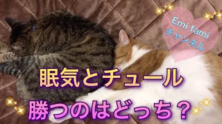 眠気とチュール勝つのはどっち⁈