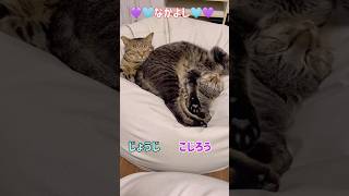 【元野良猫】仲良しの2匹♡ずっと一緒だよ♡  #保護猫 #仲良し猫