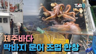 [TJB 대전·충남·세종뉴스]제주바다 막바지 문어 조업 한창