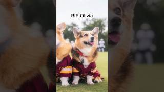 Rip Olivia 😞🕊️#hammyandolivia #sad #shorts #dogs #pets