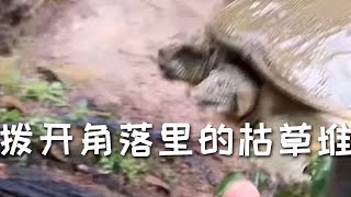 【戶外捕魚VLOG】撥開角落裏的枯草堆，果然有驚喜，這個甲魚看著太帶勁了