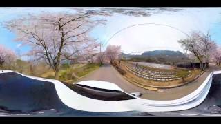 360 VR 2015 벚꽃여행