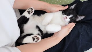 お疲れの子猫にマッサージをしたらこうなりました【保護子猫】