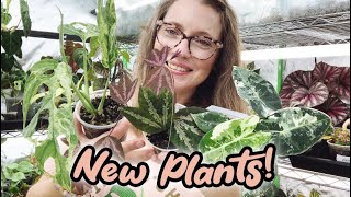 The Pink Trellis Plant Shop Update | Free Gift With Purchase! | Lots of Hoya and more