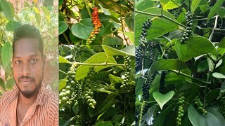 Black pepper // மிளகு // நல்ல மிளகு தோட்டம் // மிளகு சாகுபடி