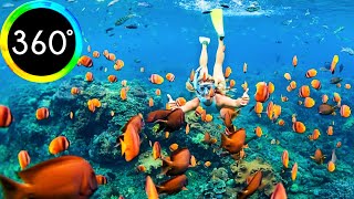360° VR Feeding Fishes Snorkeling in Hurghada Egypt Maldives Makadi Bay 6K 3D Virtual Reality HD 4K