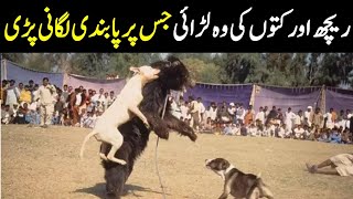 چھوٹے پربہادر جانور جو کسی سے بھی نہیں ڈرتے | Brave Animals Caught On Camera || M B Din Stories