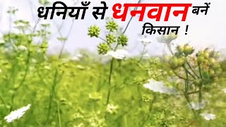 धनियाँ की फसल से किसान दोहरा लाभ कैसे कमाऐं! 6393603274