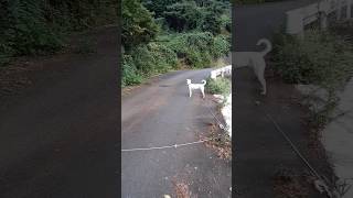 狩猟犬の本能を垣間見る。