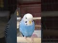 出てきたわりにそんなに乗り気じゃないやつ　 セキセイインコ　 shorts