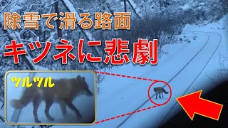 除雪した路盤に滑って逃げれないキタキツネが悲劇となった宗谷本線の日進駅を出発して廃止になる秘境駅の北星駅に到着するキハ54形の前面展望