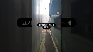 고기의 종점 여기.가보면 암 레알찐임 고기경력 정육점에서 10년이라고 함 발골부터 숙성까지 다 연구하신분이라고 함