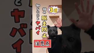 【失敗しない】猫の脱走防止柵の注意点【3選】#shorts #diy #ネコ