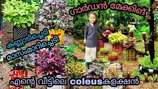 പലതരം COLEUS കളക്ഷനുകൾ പഴയ ഓട് കൊണ്ട് നിർമിച്ച ചെടിച്ചട്ടിയിൽ. കണ്ണാടിച്ചെടികൾ, മാസം മാറിചെടികൾ. 🤩