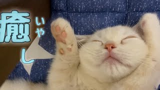 子猫の寝顔を見てただただ癒されるだけの動画【マンチカン】A video that heals you by watching the sleeping face of a kitten