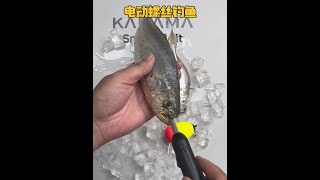 漁民將電動馬達塞入死魚的肚子中，以此冒充活魚在水中釣獲巨物！ #釣魚 #內容啟發搜索