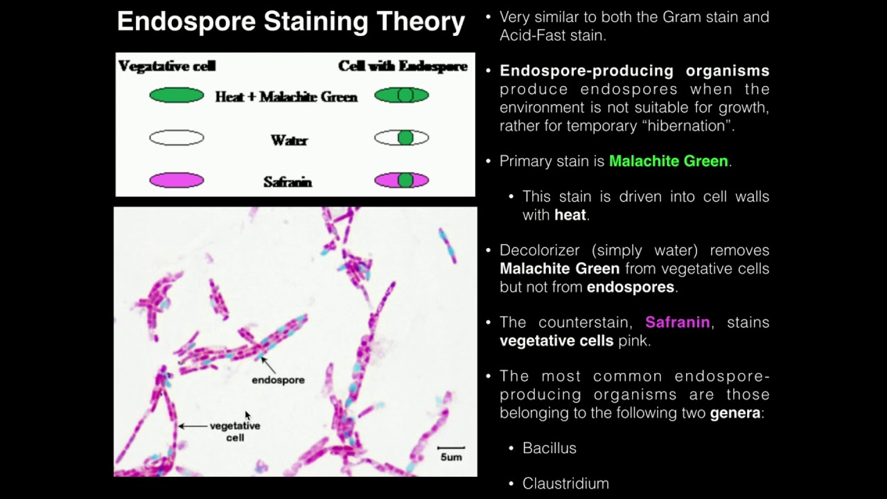 Exercise 4: Acid-Fast, Endospore, And Capsule Stains - YouTube