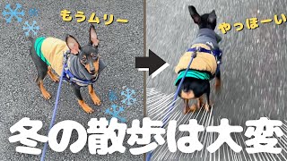 【冬の散歩】寒さに震える子犬がテンション上がった瞬間走り出しました【ミニピン】