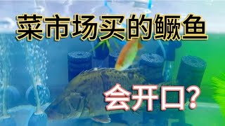 菜市场买的鳜鱼，放鱼缸能养吗？入缸第二天喂两条小鱼看看