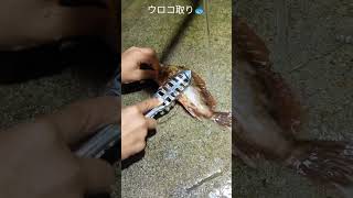 カサゴのお刺し身🐟自給自足