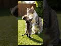 Mother Cat Playing with Her Kitten - Adorable Moments!