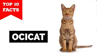 Ocicat -TOP 10 FACTS