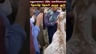 எஜமானரைப் பிரிய மனமில்லாமல் தேம்பித் தேம்பி அழுத ஆடு | Goat|  Web Special |Just Facts #shorts