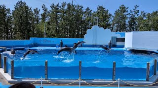 【4K】新潟市水族館 マリンピア日本海 イルカショー