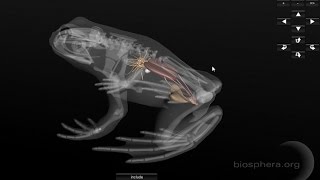 3D Frog Anatomy Software for desktop